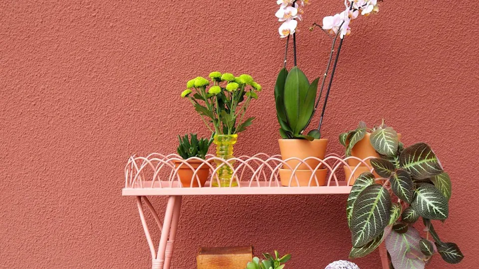 Rottinkinen kukkateline roosalla