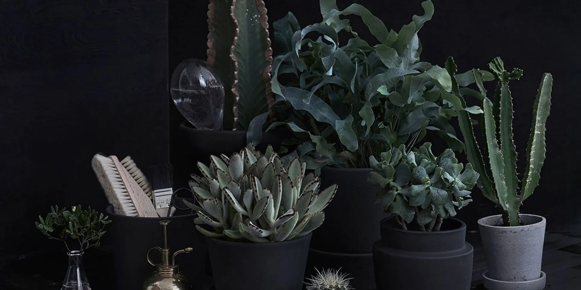 Hiilenharmaat piharuukut