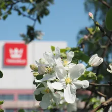 Koristeellinen kuva, taustalla Tikkurilan tehdas ja etualalla kirsikankukkia