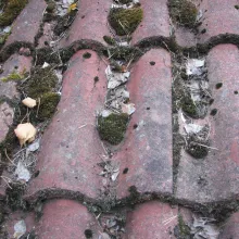 Miten poistan sammaleen katolta