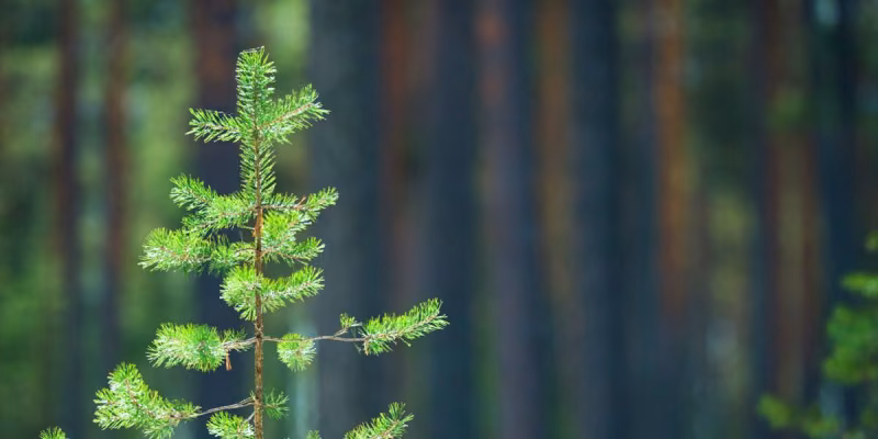 Vihreä metsä