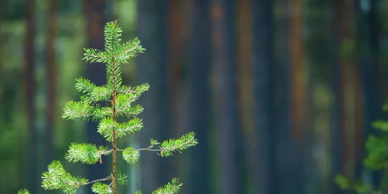 Vihreä metsä